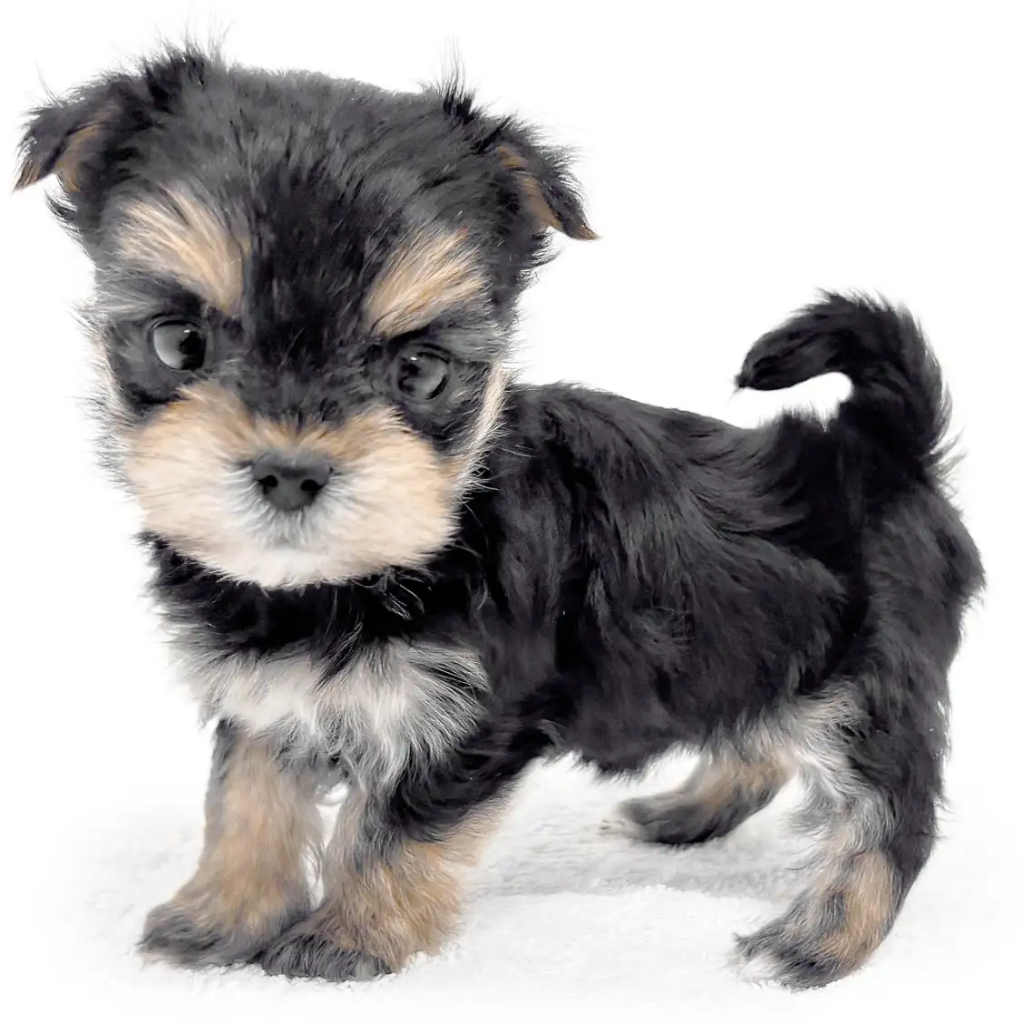 MIX(マルチーズ×ヨークシャーテリア)