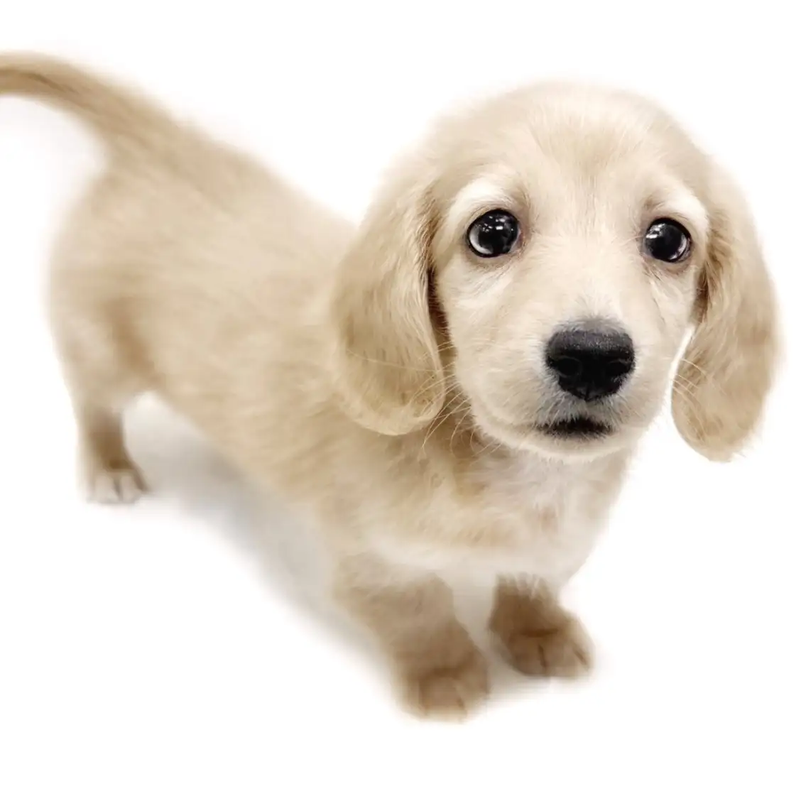 ミニチュア・ダックスフント