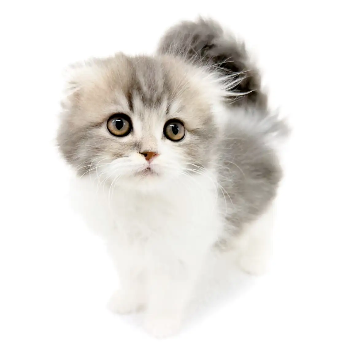 スコティッシュフォールド