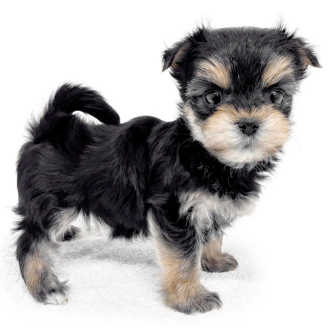 MIX(マルチーズ×ヨークシャーテリア)