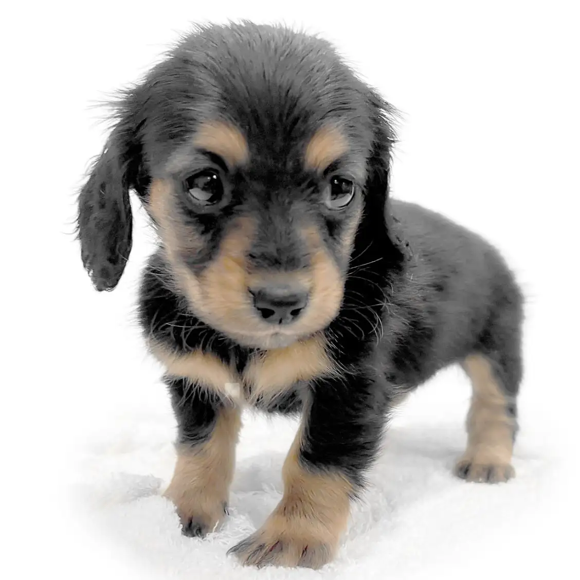 カニンヘン・ダックスフント