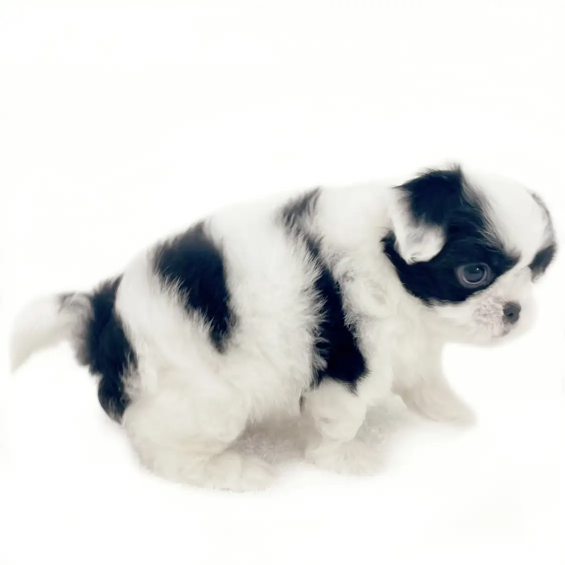 MIX（トイプードル×狆）