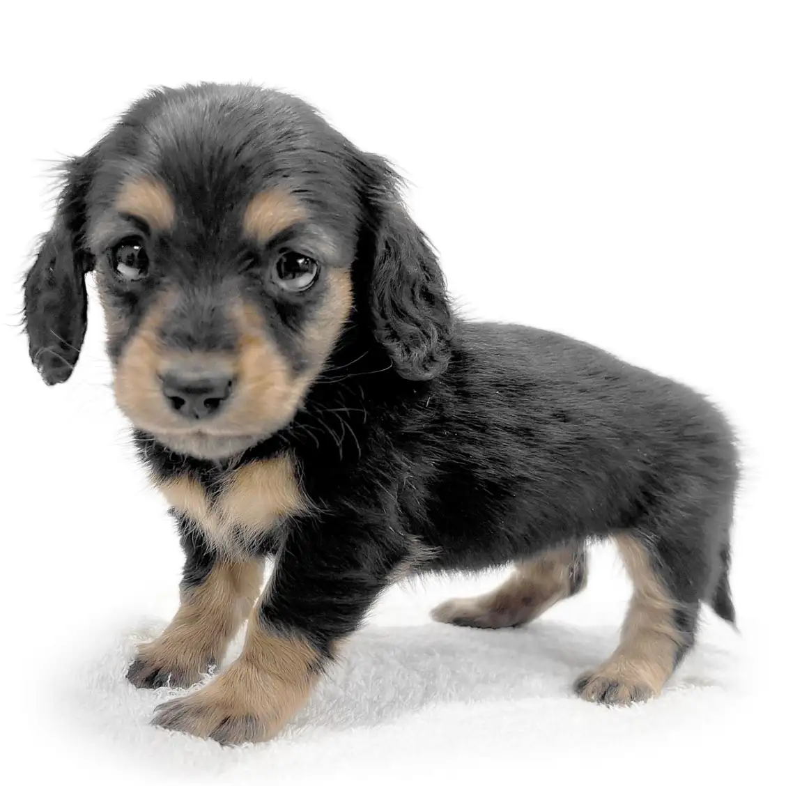 カニンヘン・ダックスフント