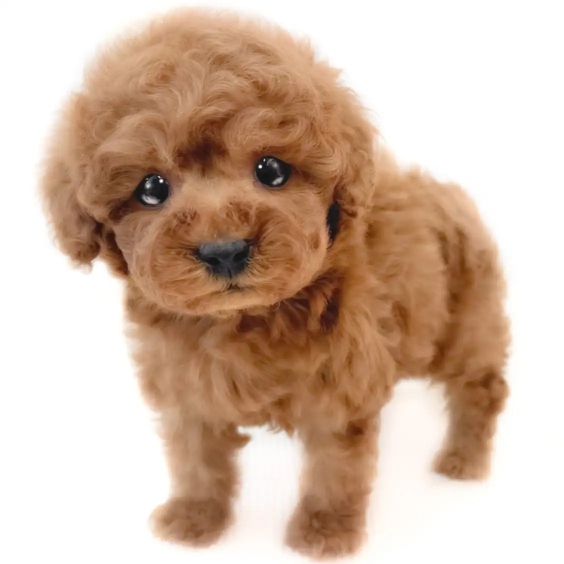 トイ・プードル