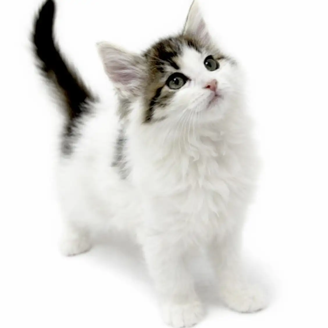 ノルウェージャンフォレストキャット