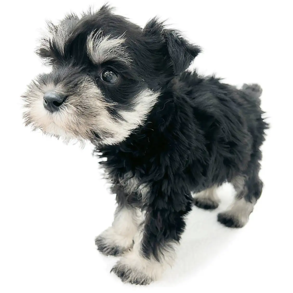 ミニチュア・シュナウザー