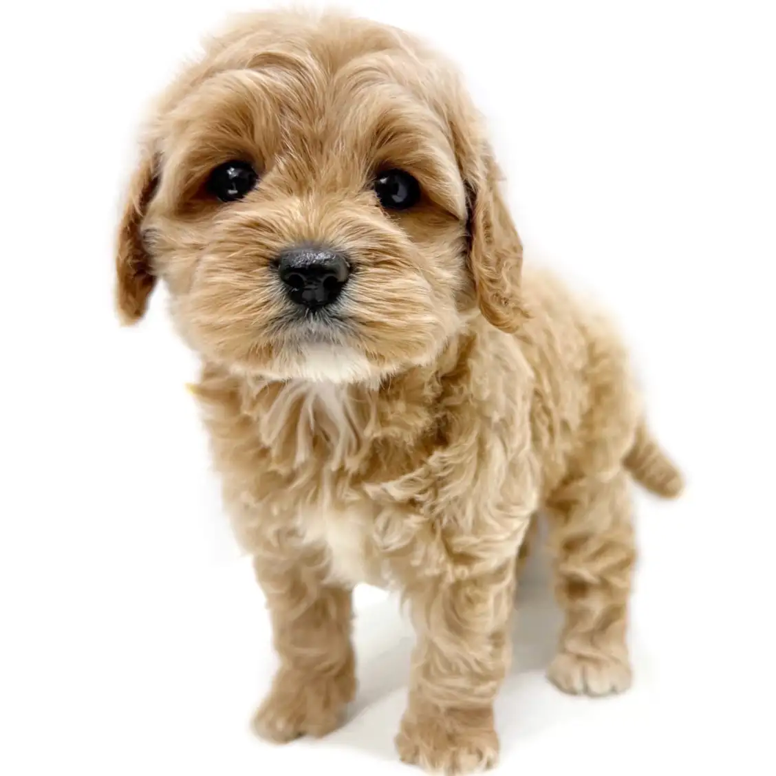 MIX（トイプードル×アメリカンコッカースパニエル）