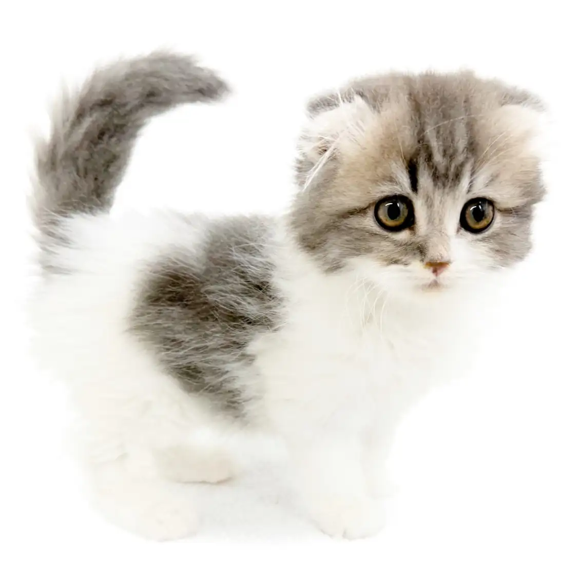 スコティッシュフォールド