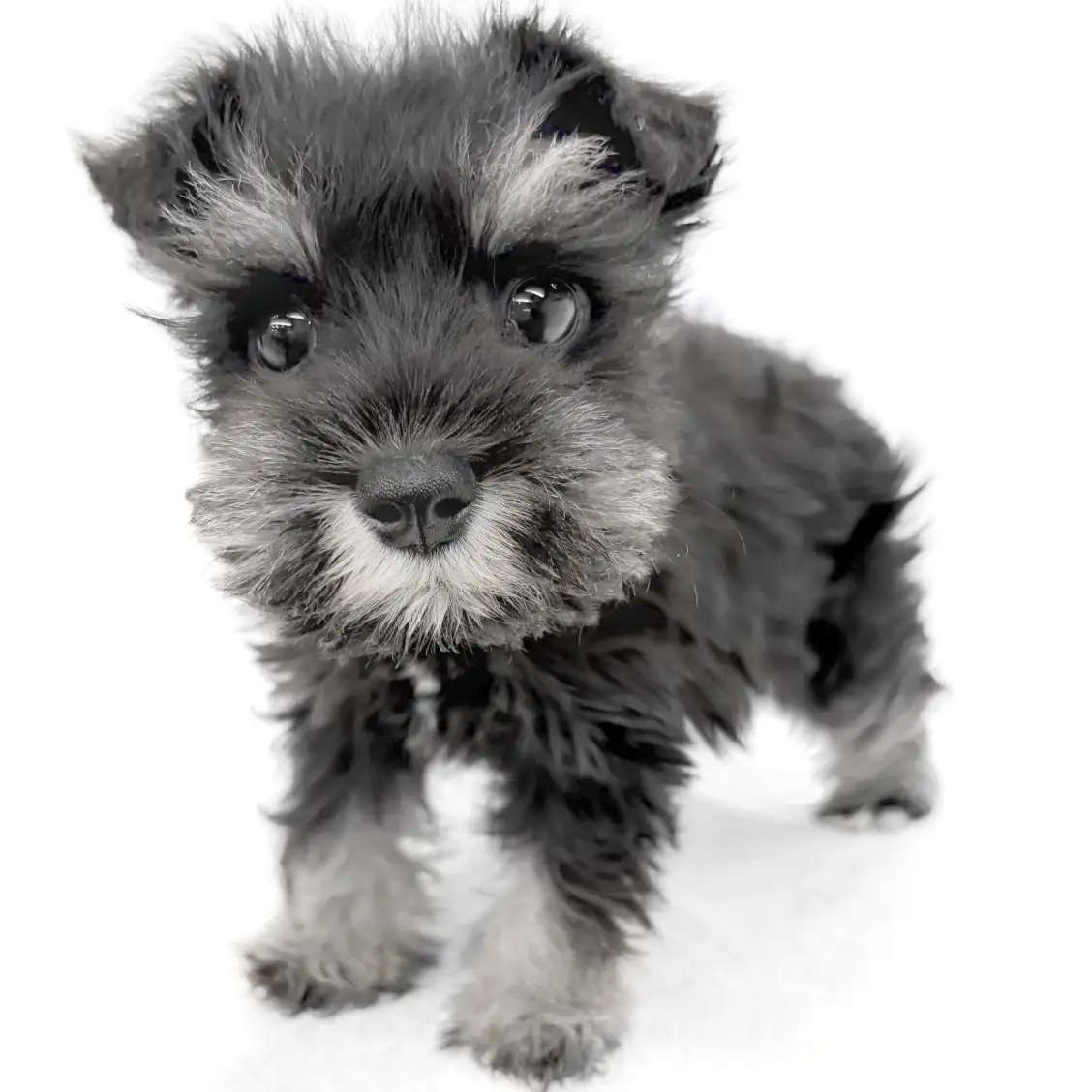 ミニチュア・シュナウザー