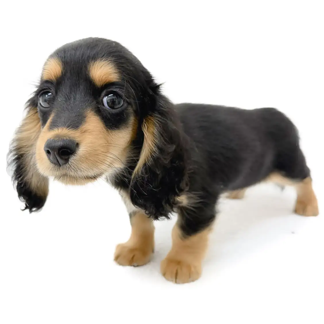 カニンヘン・ダックスフント