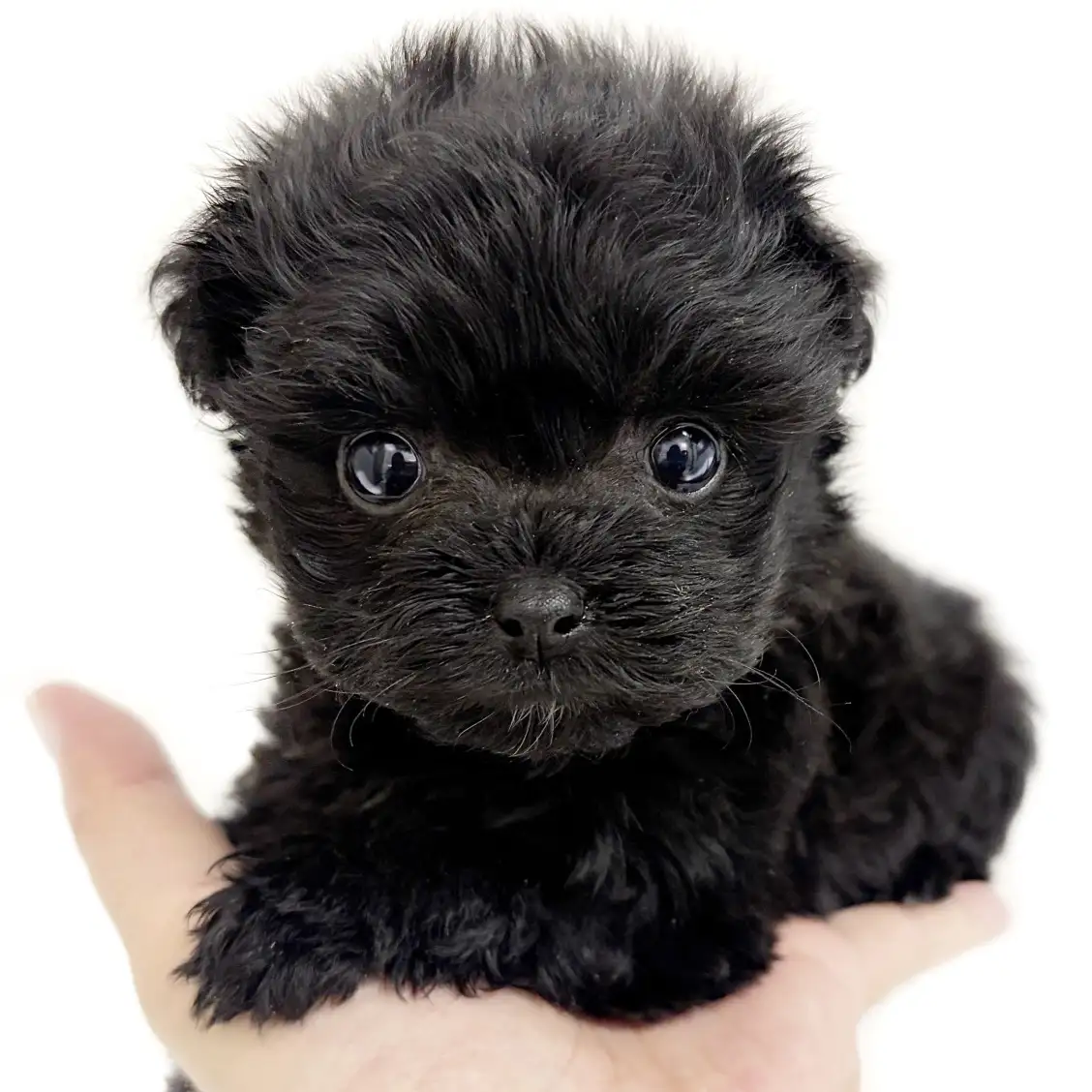 MIX（チワワ×トイプードル）