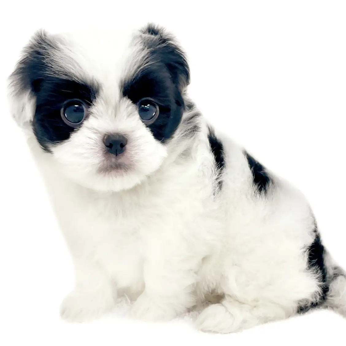 MIX（トイプードル×狆）