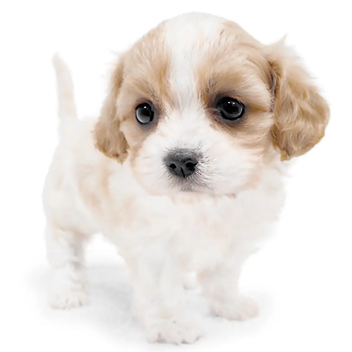 MIX（キャバリアキングチャールズスパニエル×ビションフリーゼ）