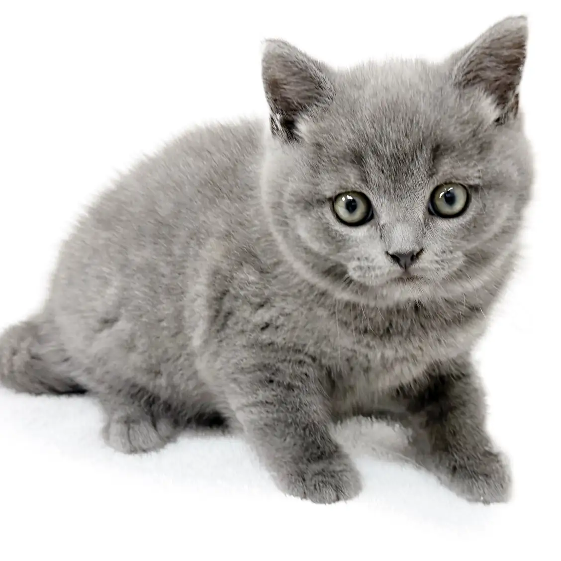 ブリティッシュショートヘア