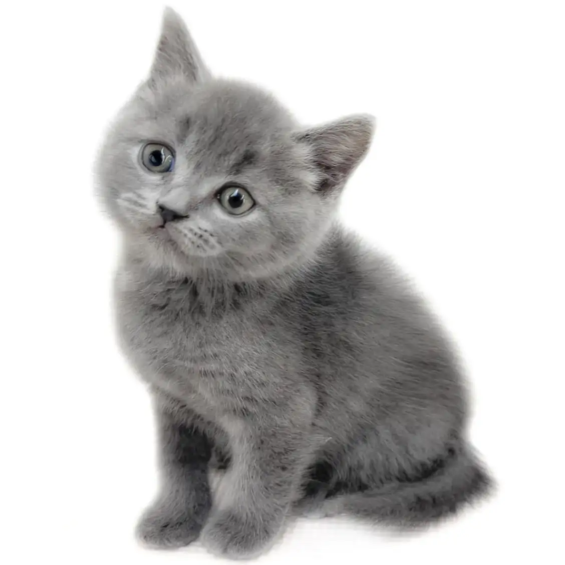 ブリティッシュショートヘア