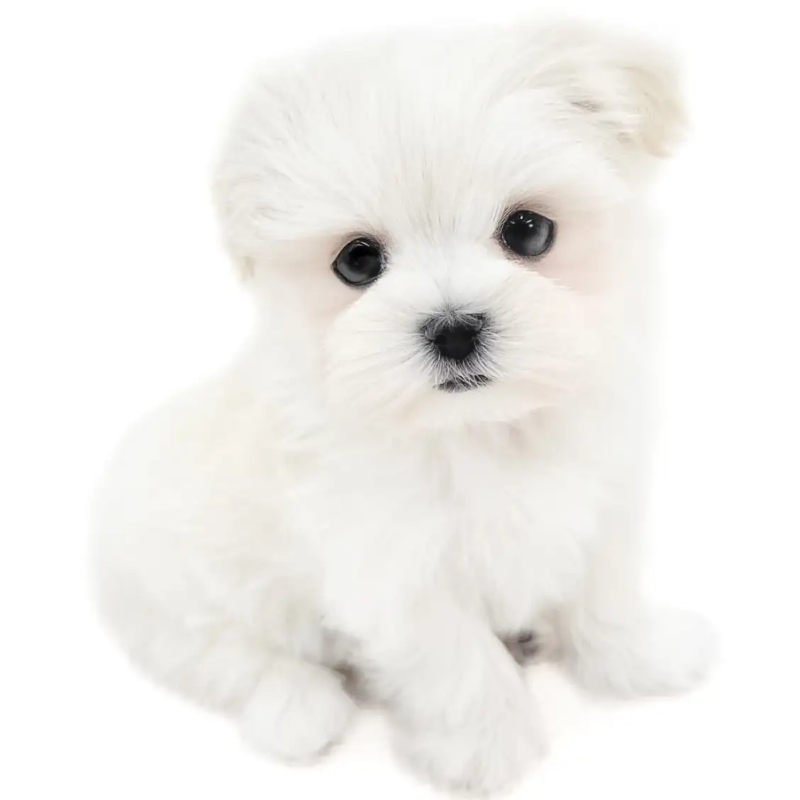 MIX（マルチーズ×ポメラニアン）