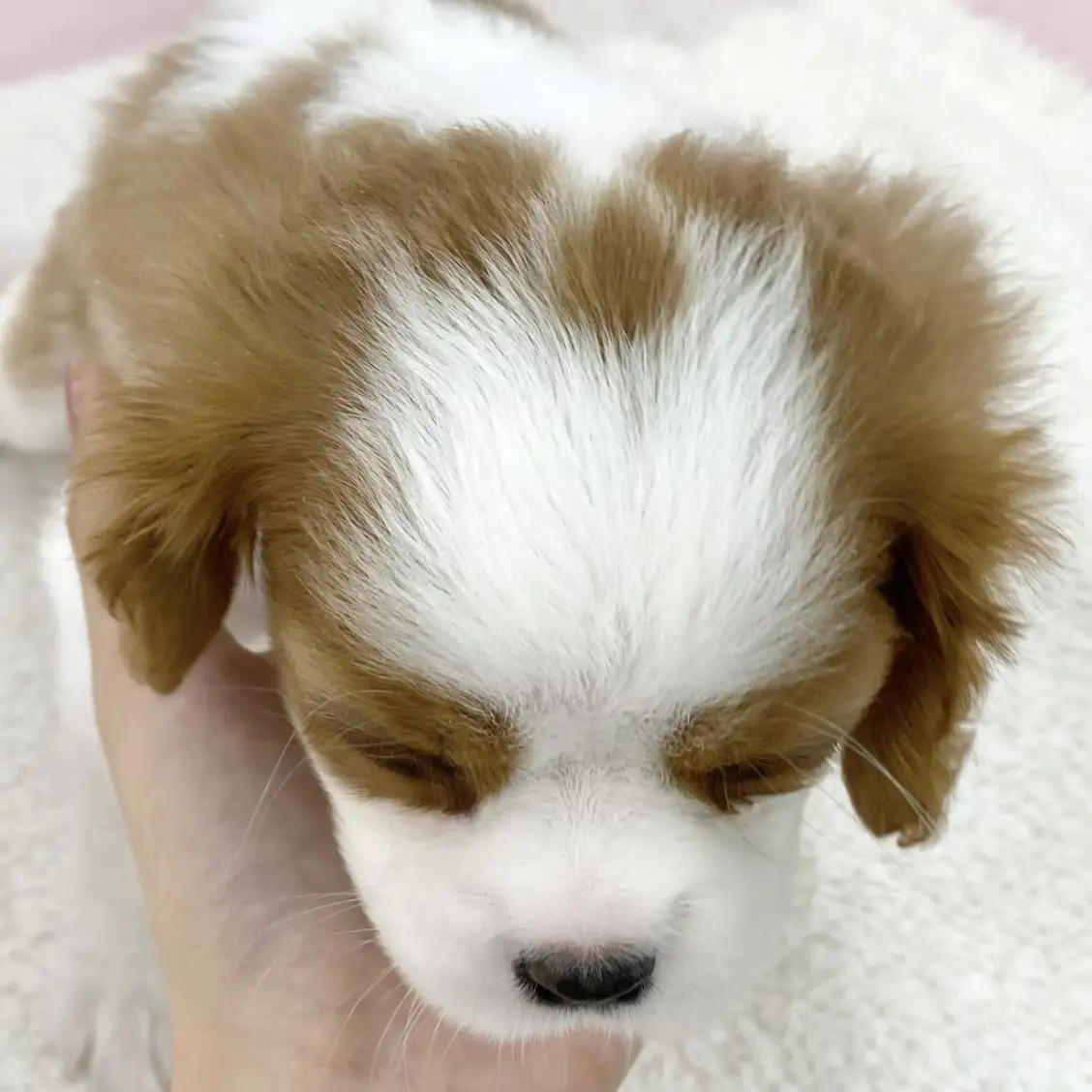 キャバリア・キングチャールズ・スパニエル