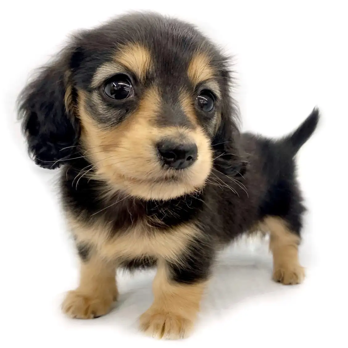 ミニチュア・ダックスフント