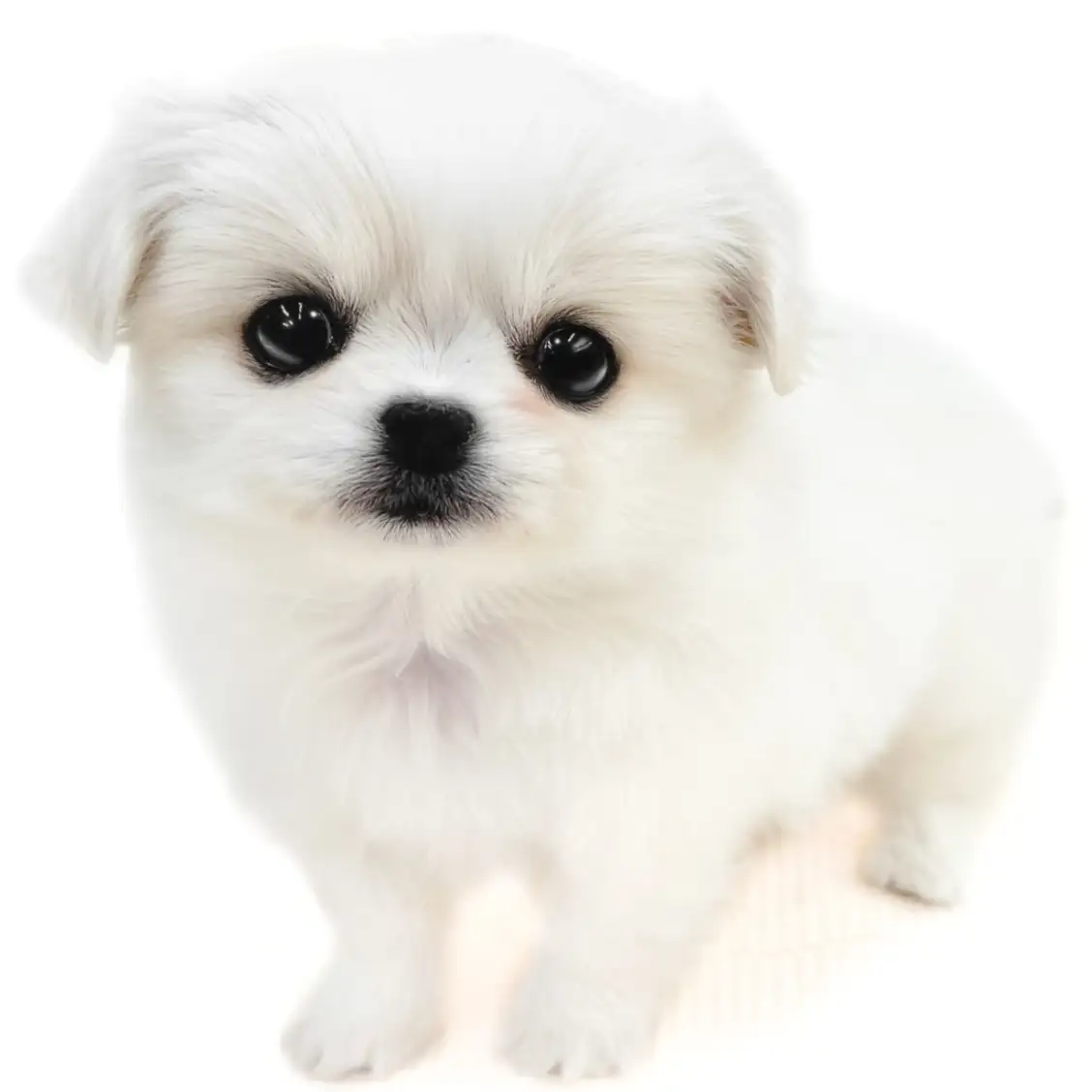 MIX（チワワ×ペキニーズ）