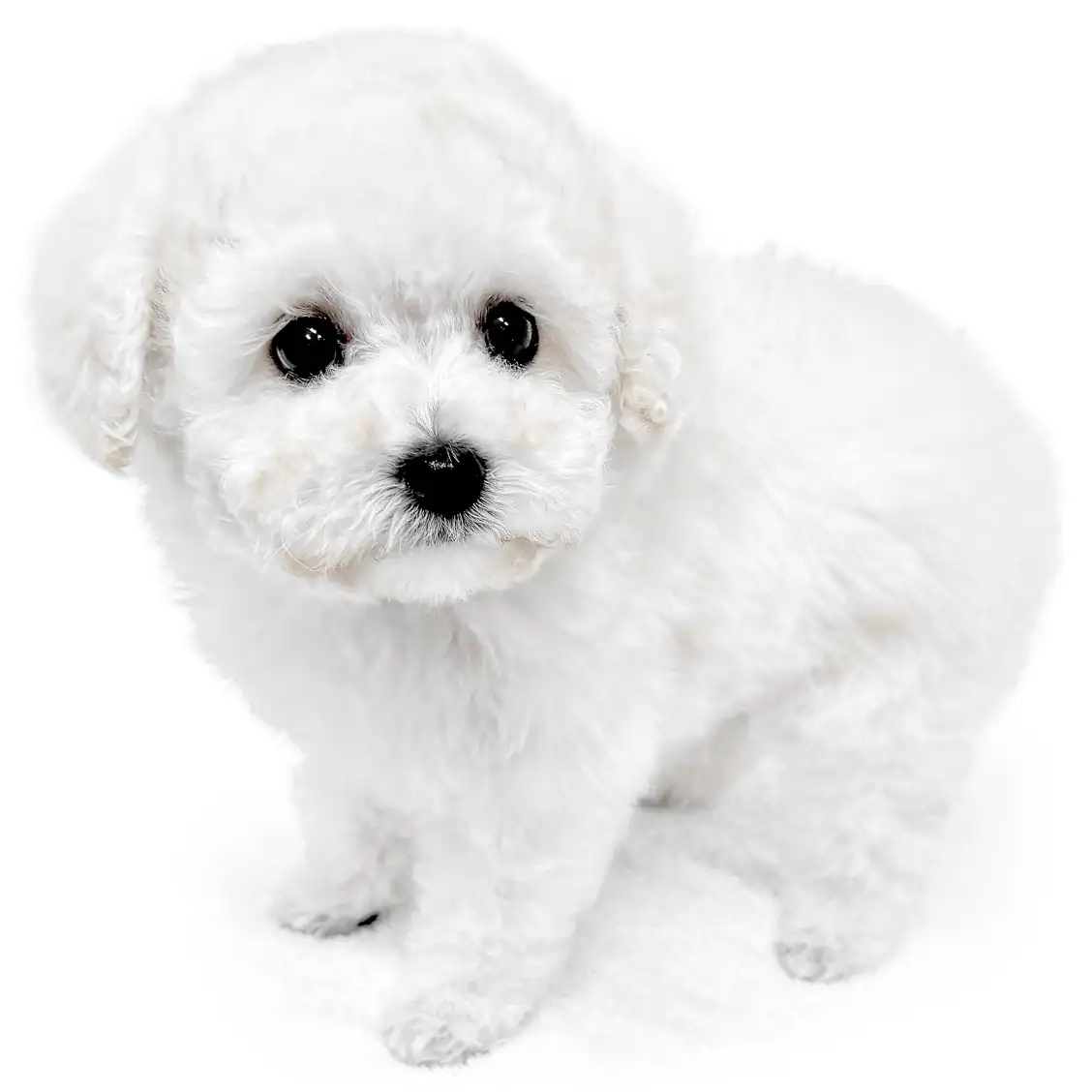 トイ・プードル