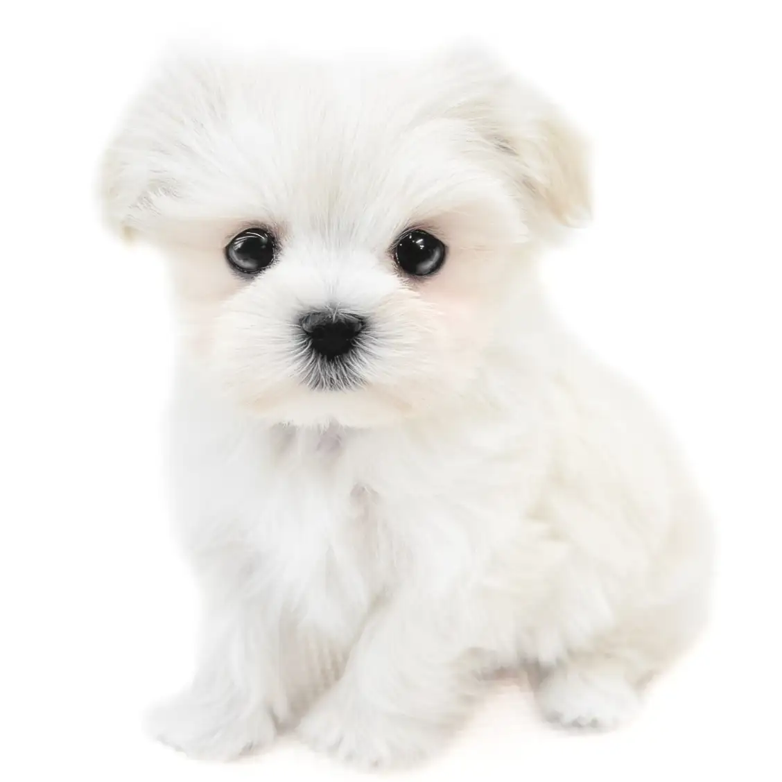 MIX（マルチーズ×ポメラニアン）