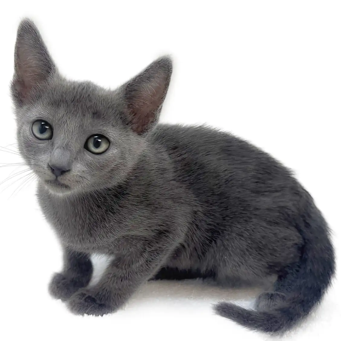 ロシアンブルー