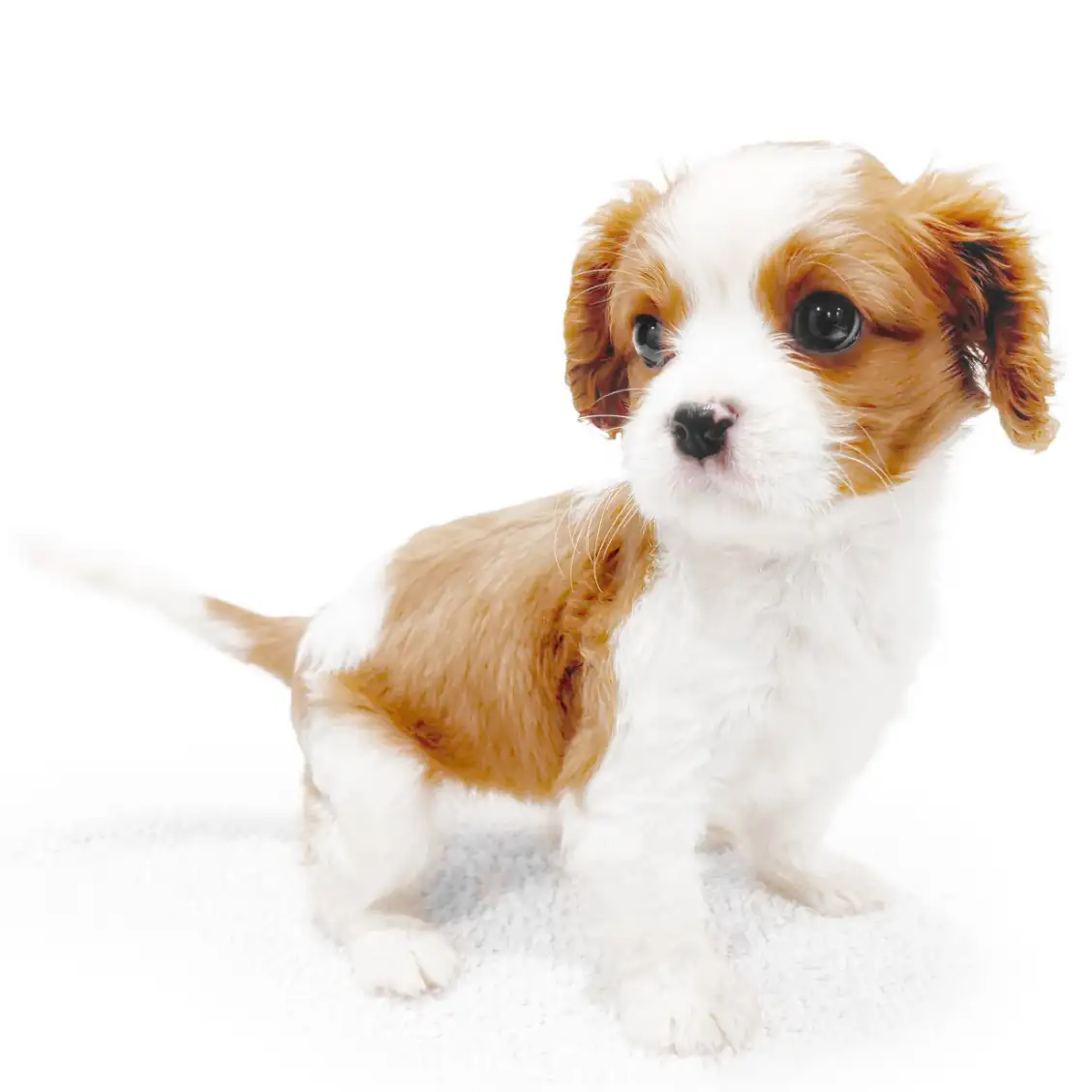 キャバリア・キングチャールズ・スパニエル