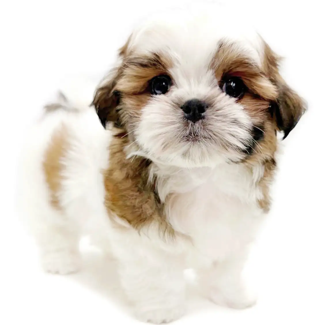 MIX（マルチーズ×シーズー）