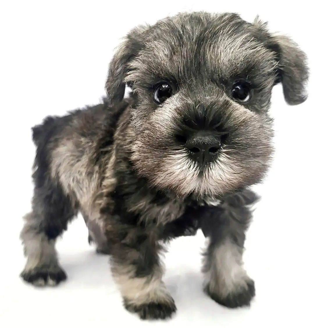 ミニチュア・シュナウザー