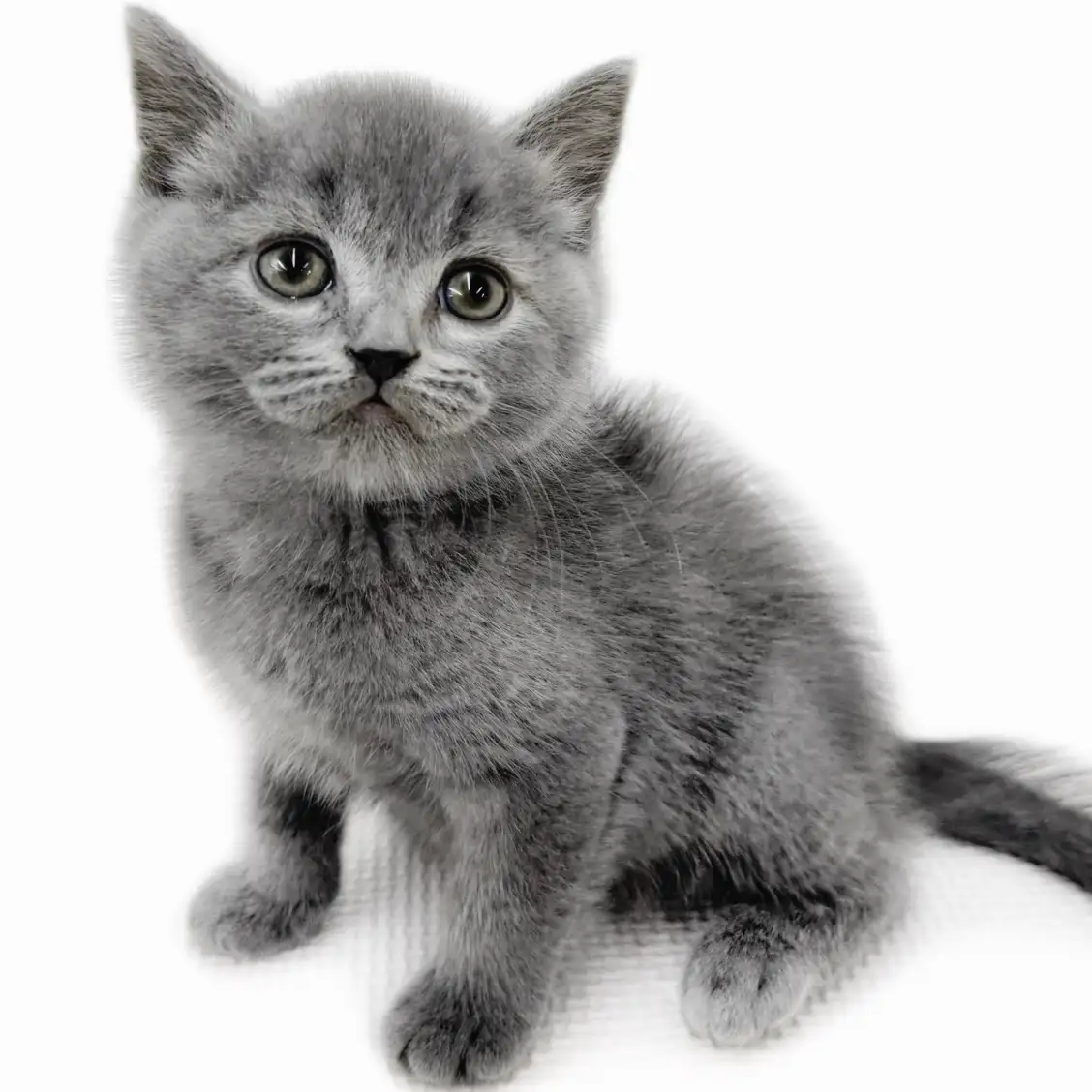 ブリティッシュショートヘア