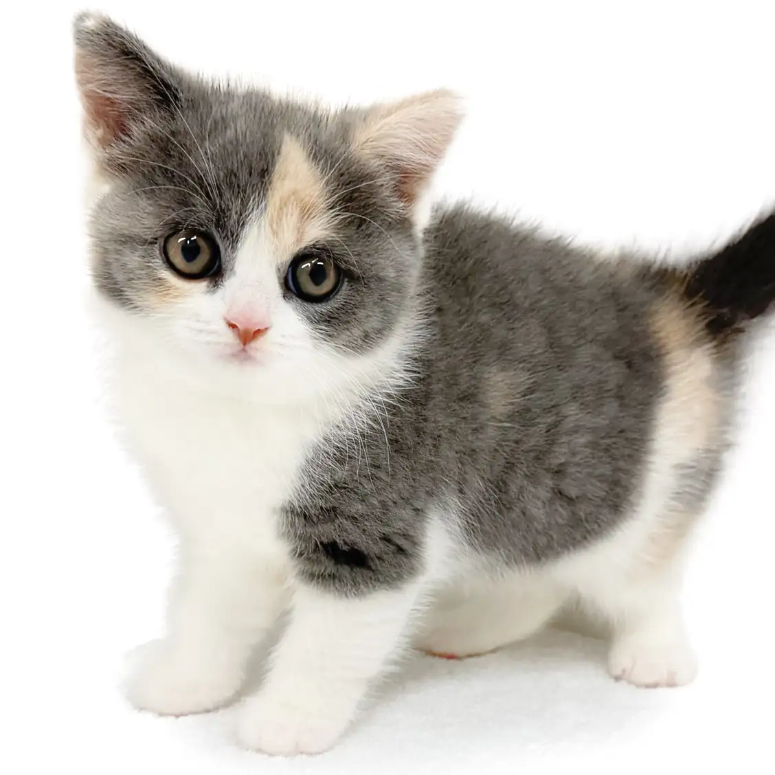 ブリティッシュショートヘア