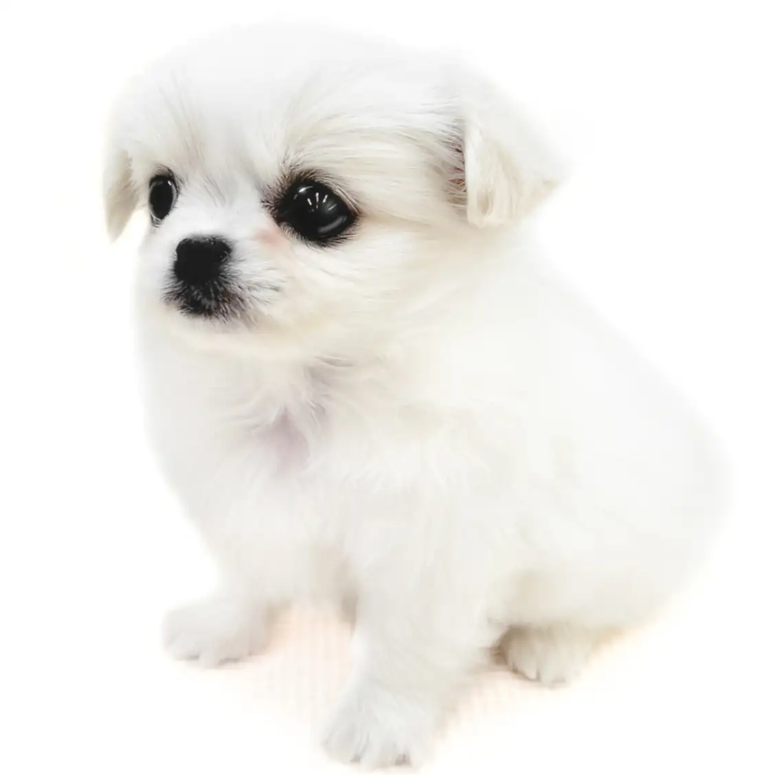 MIX（チワワ×ペキニーズ）