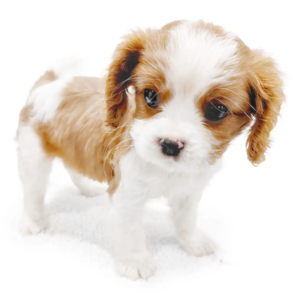 キャバリア・キングチャールズ・スパニエル