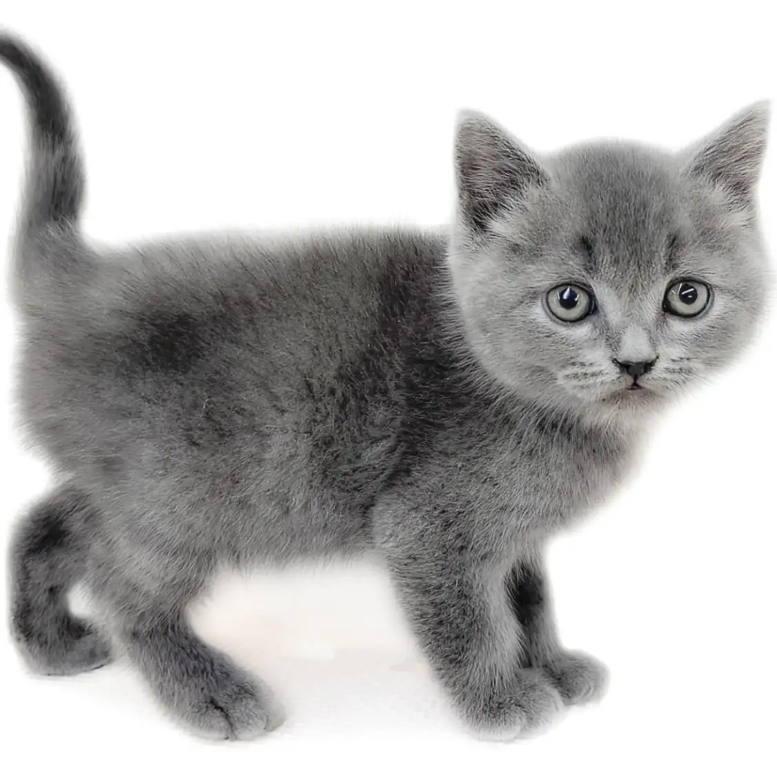 ブリティッシュショートヘア