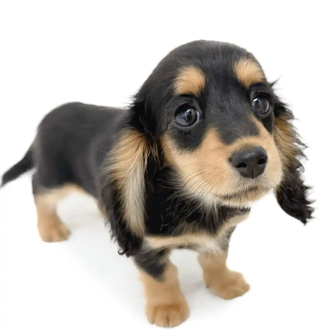 カニンヘン・ダックスフント