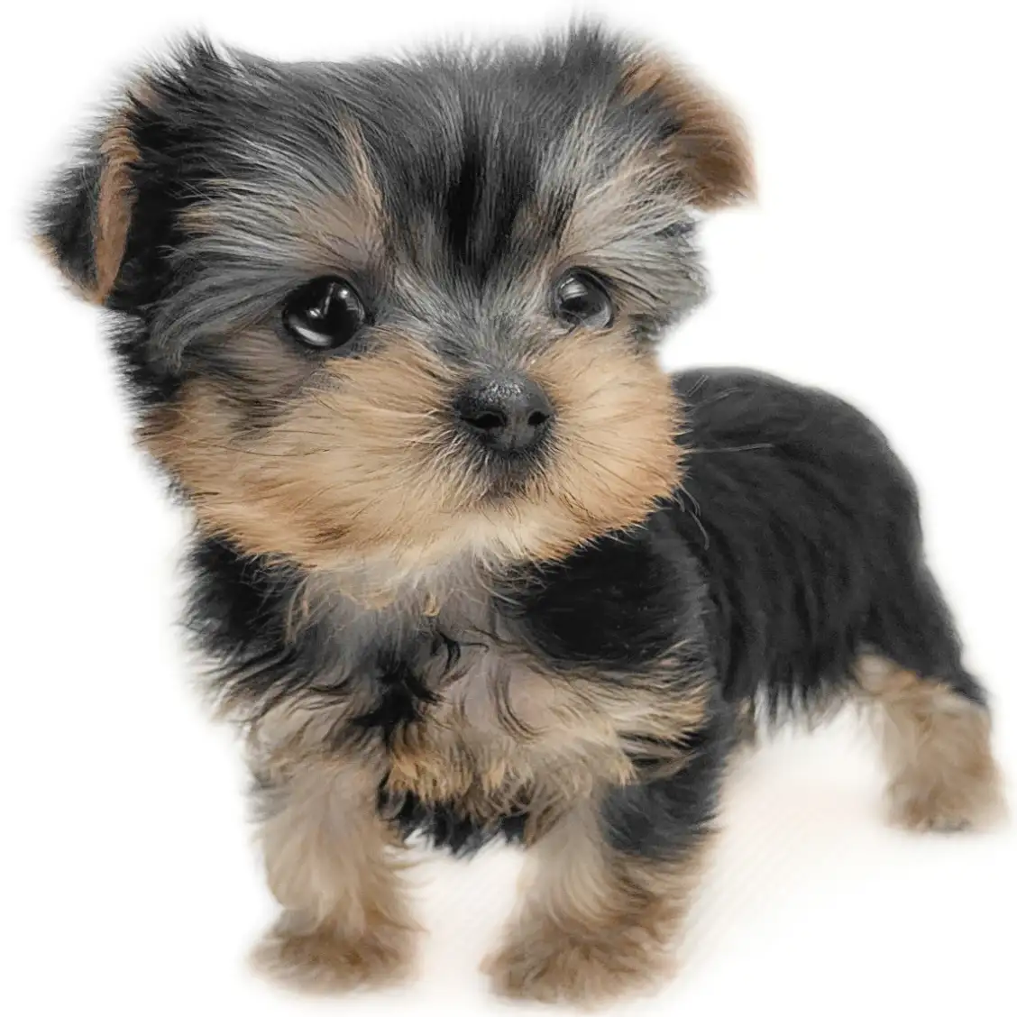 ヨークシャーテリア