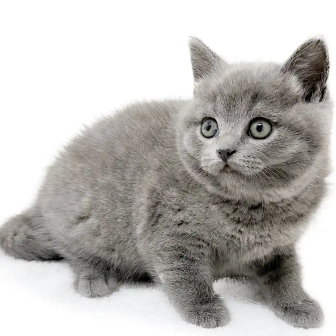 ブリティッシュショートヘア