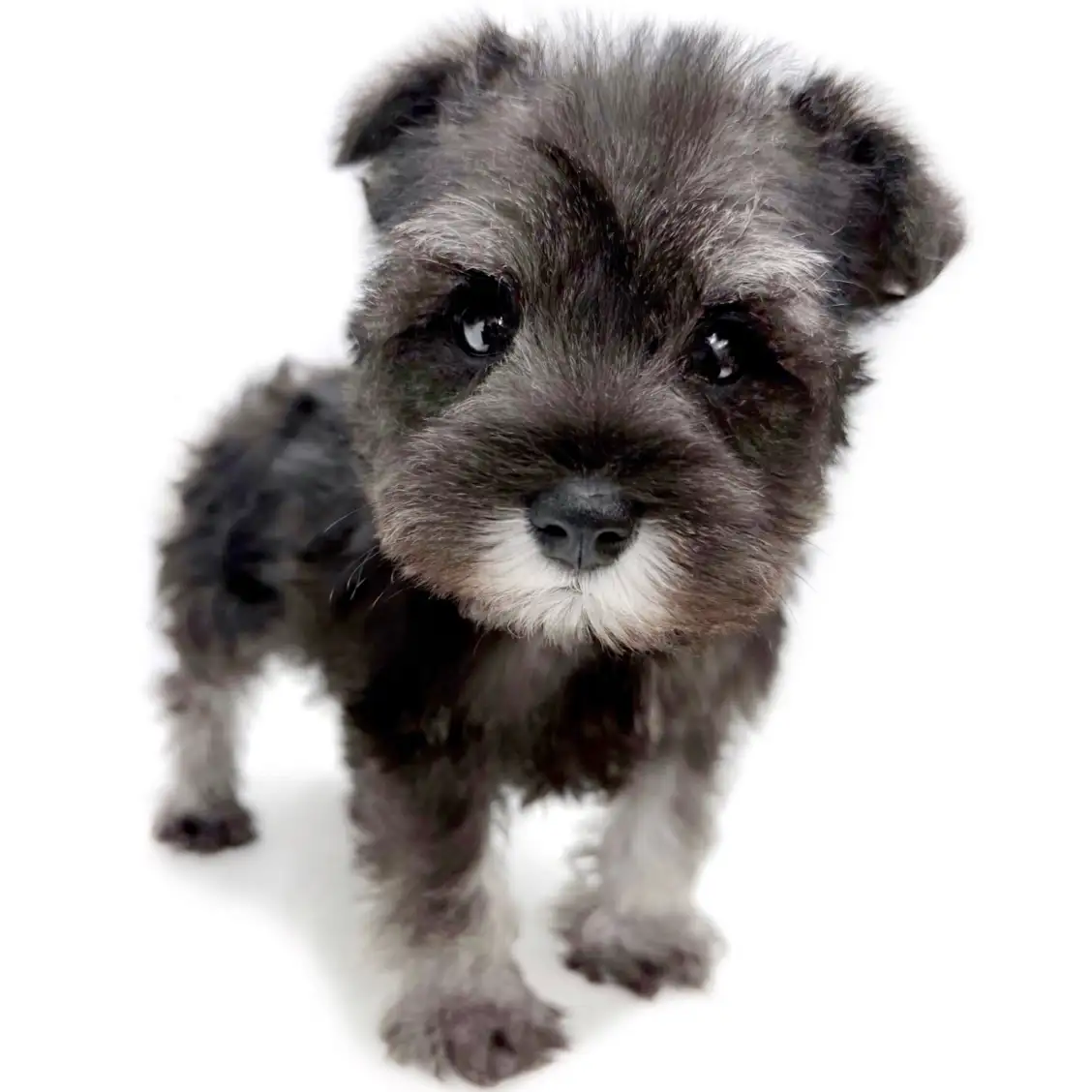 ミニチュア・シュナウザー