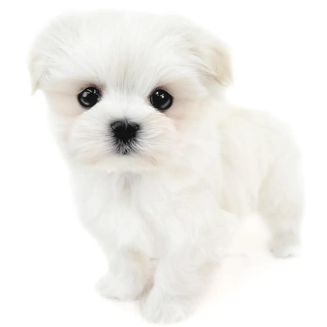 MIX（マルチーズ×ポメラニアン）