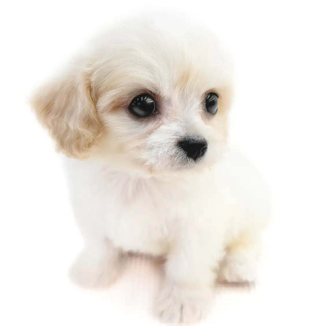 MIX(キャバリアキングチャールズスパニエル×ビションフリーゼ)