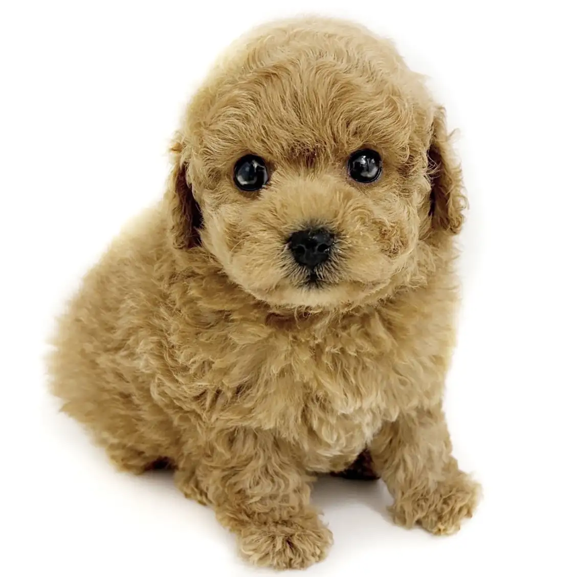 トイ・プードル