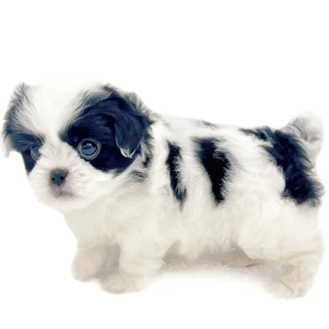 MIX（トイプードル×狆）