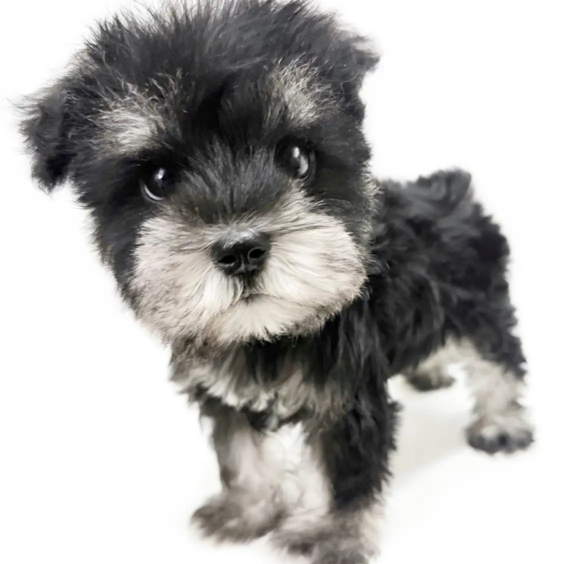 ミニチュア・シュナウザー