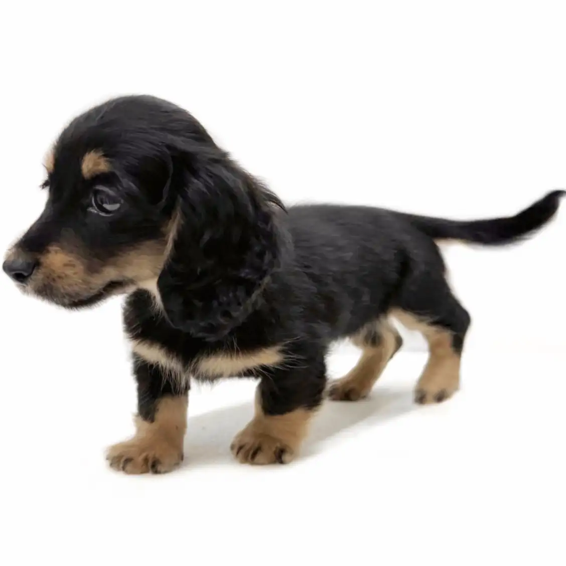 カニンヘン・ダックスフント