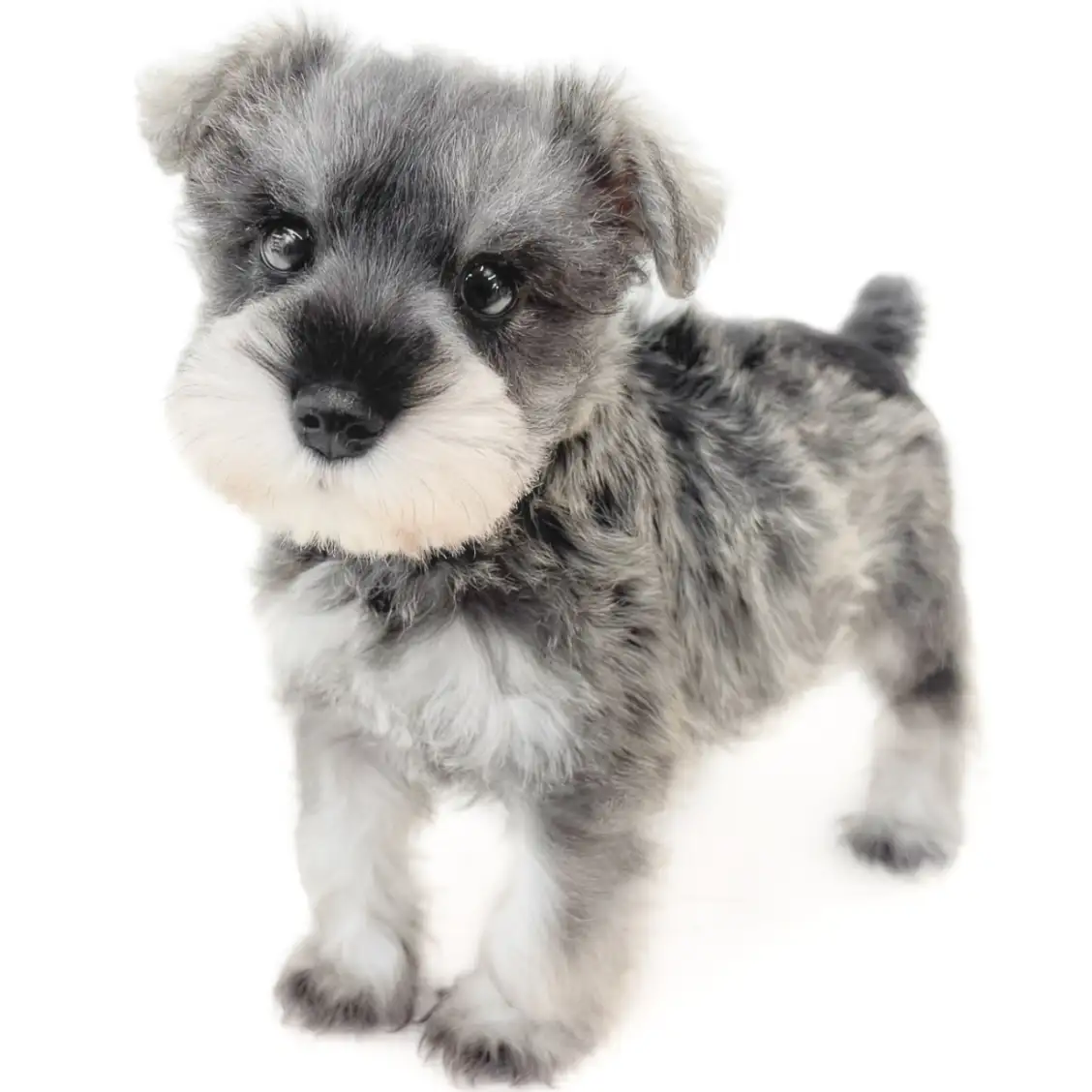 ミニチュア・シュナウザー