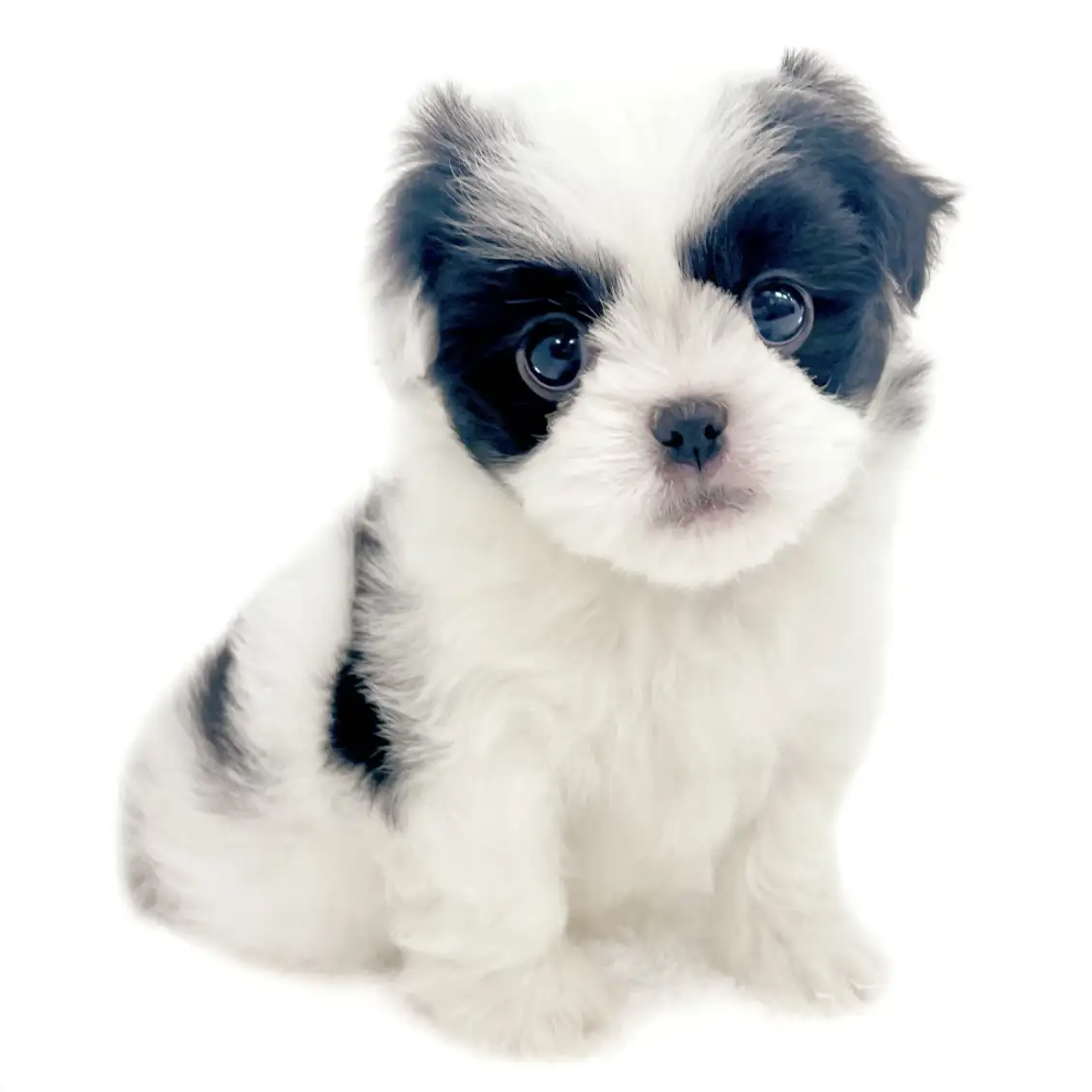 MIX（トイプードル×狆）