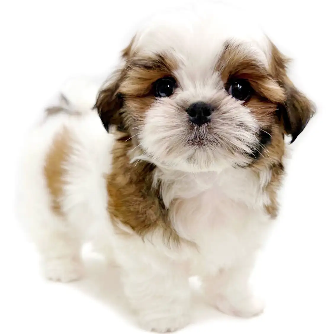 MIX(マルチーズ×シーズー)