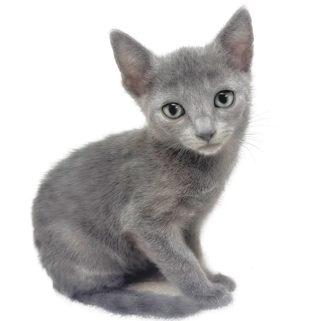 ロシアンブルー