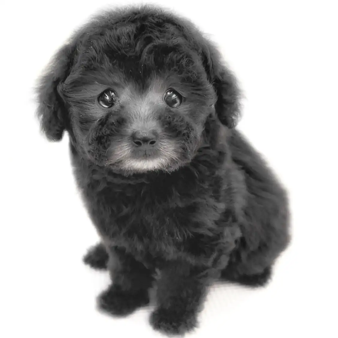 トイ・プードル