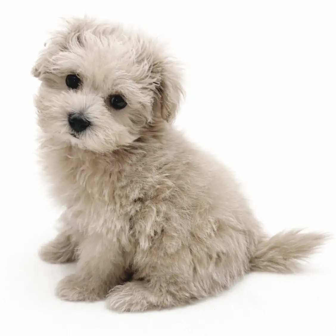 MIX（マルチーズ×トイプードル）